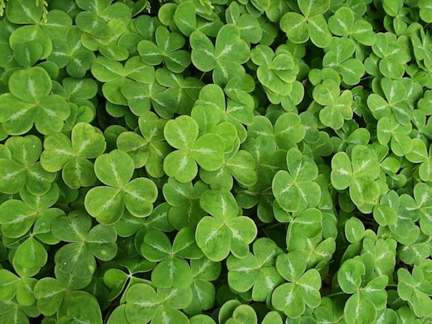 shamrock