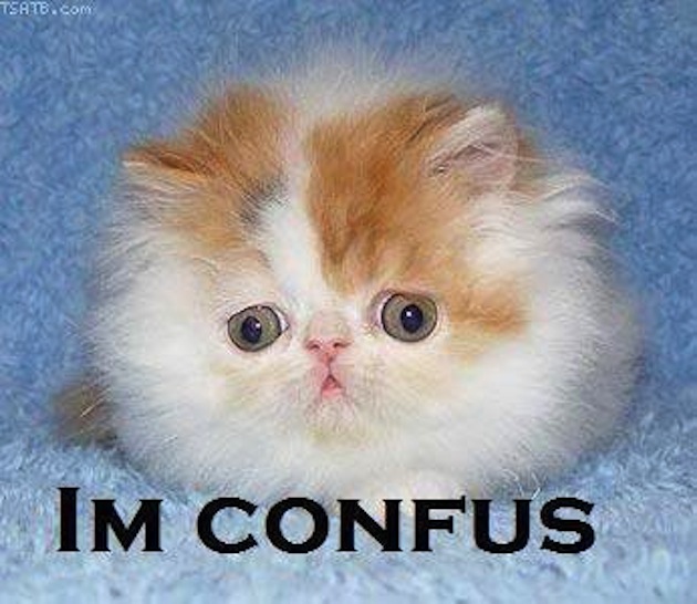 gatto confuso